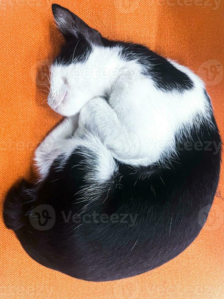Preto e branco selvagem gato dormindo enrolado acima em a laranja cadeira foto