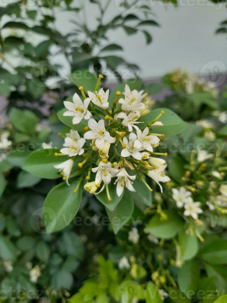 Murraya paniculata, comumente conhecido Como laranja jasmim, laranja jasmim, China caixa, zombar laranja, ou chamado bunga Kemuning dentro Indonésia. pequeno branco flor com vermelho fruta foto