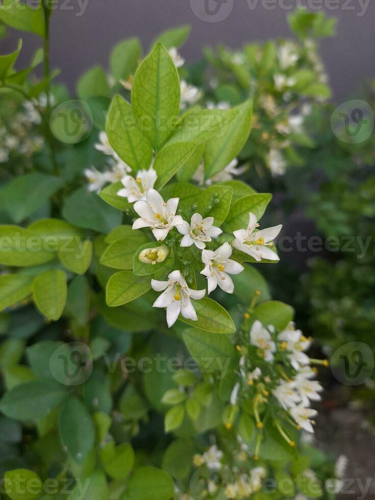 Murraya paniculata, comumente conhecido Como laranja jasmim, laranja jasmim, China caixa, zombar laranja, ou chamado bunga Kemuning dentro Indonésia. pequeno branco flor com vermelho fruta foto