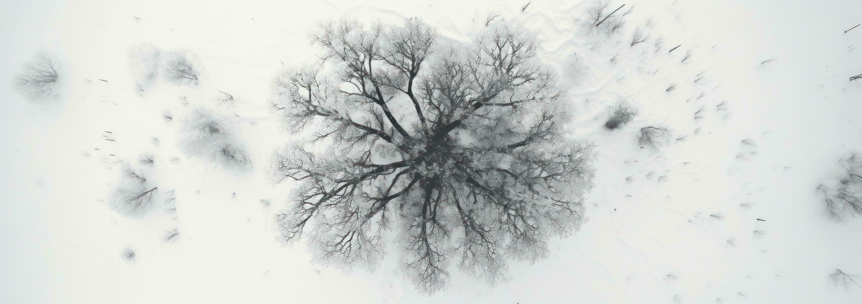 ai gerado aéreo Visão do árvore coberto dentro neve, foto