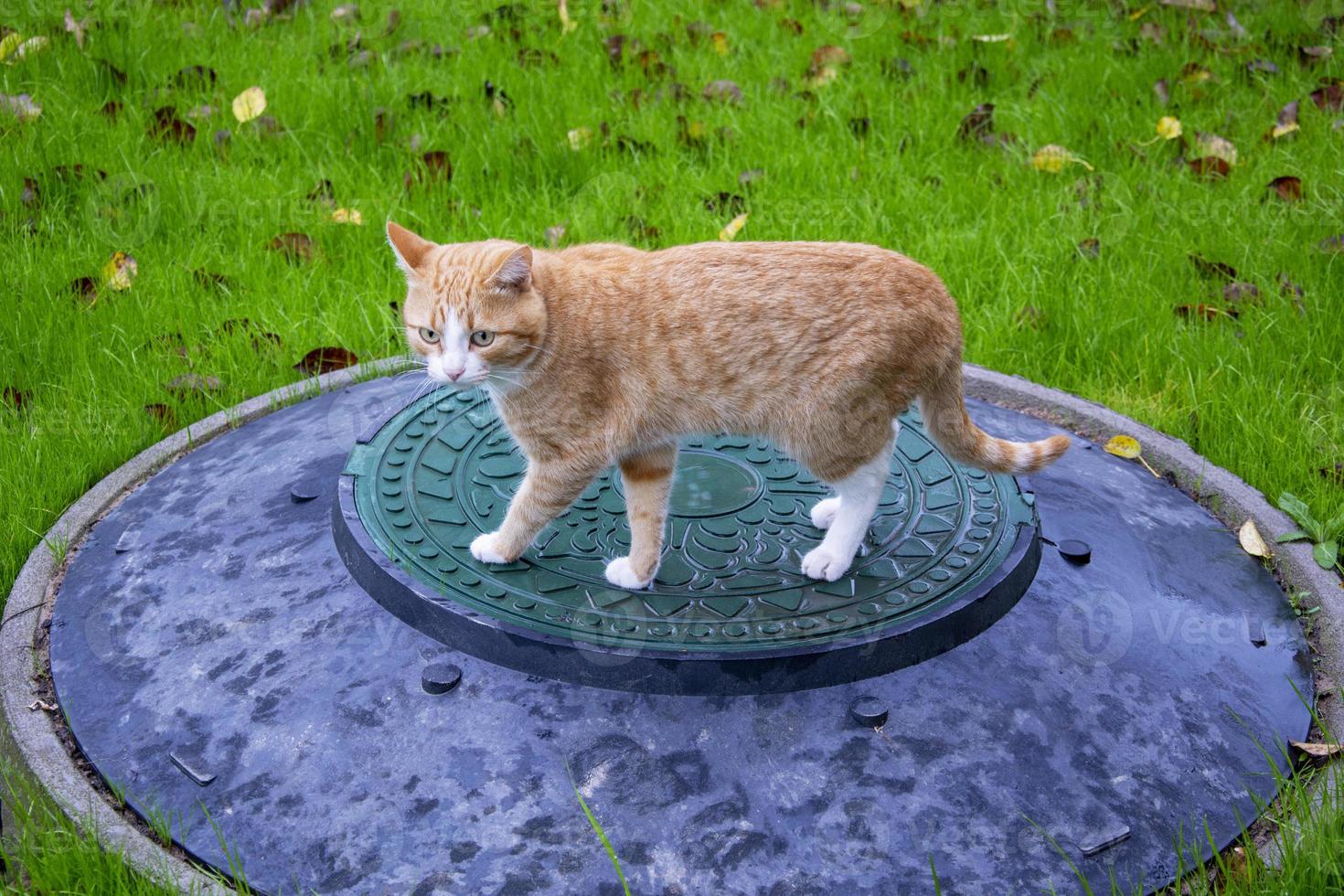 gato na grama do gramado. um gatinho ruivo fica em um bueiro de esgoto contra um fundo de grama verde turva. foto