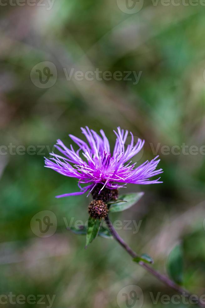 flor roxa em um prado foto