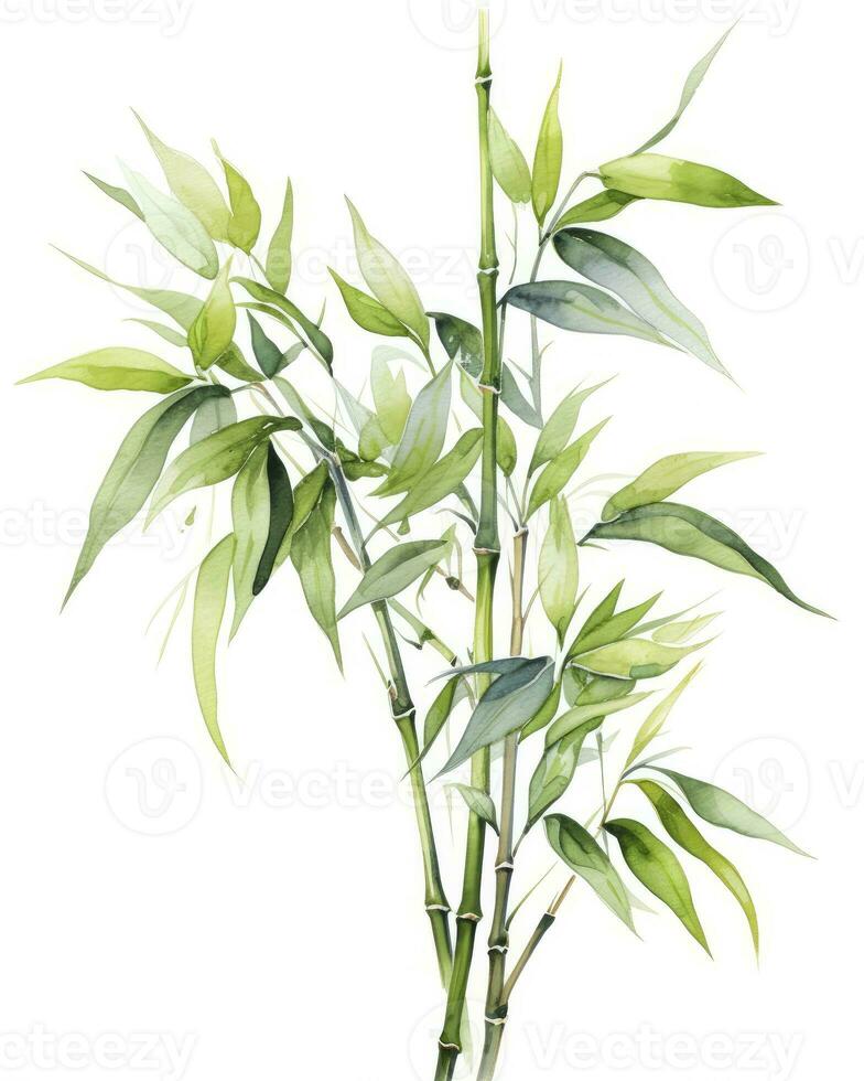 ai gerado aguarela bambu clipart isolado em branco fundo. ai gerado foto