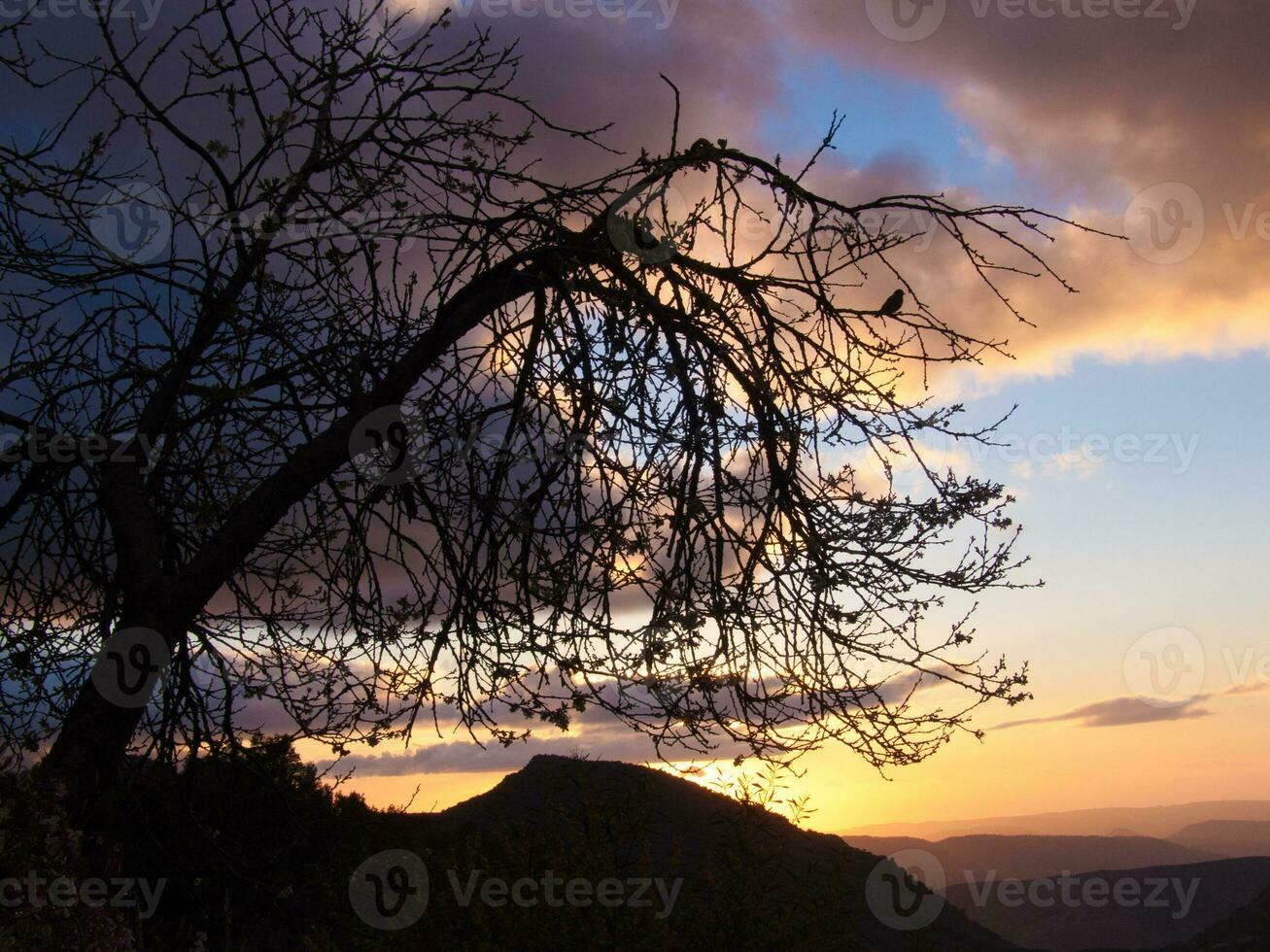 uma árvore com não folhas em a lado do uma montanha foto