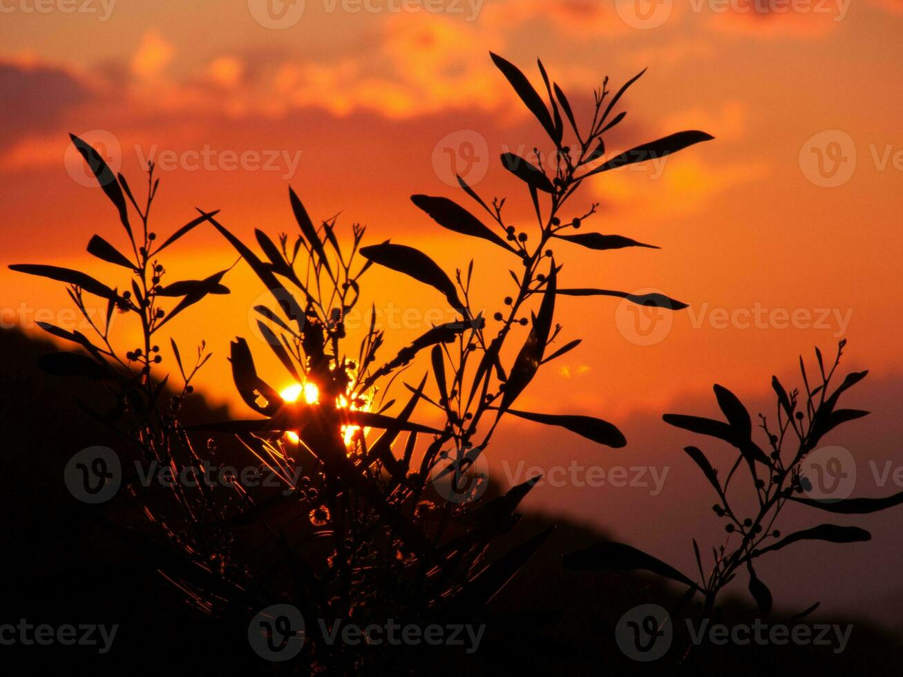 uma pôr do sol com uma árvore dentro a primeiro plano foto
