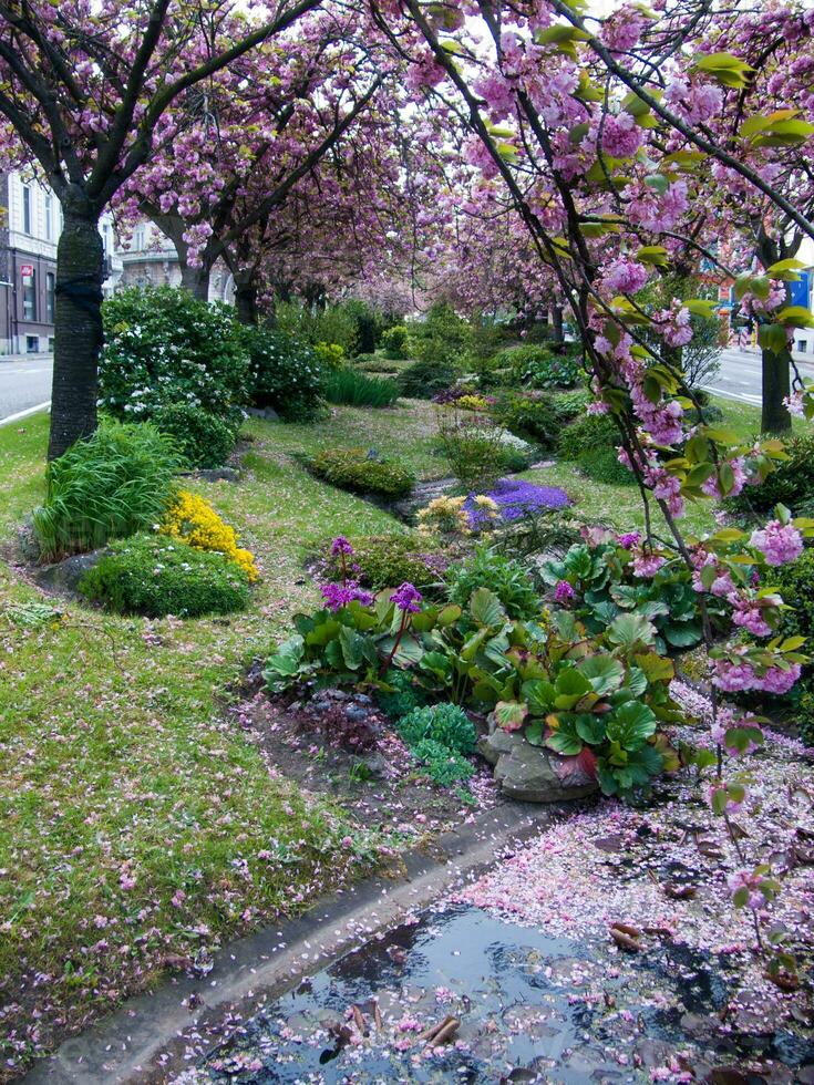 uma árvore com Rosa flores foto