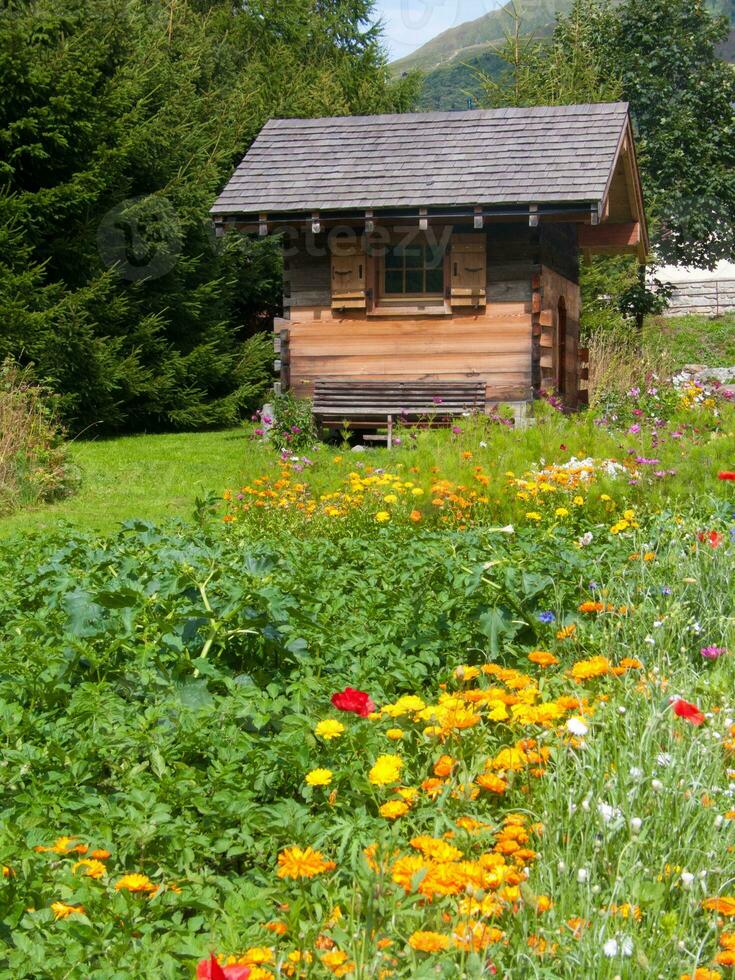 uma campo do flores foto