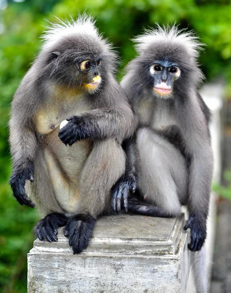 macaco de folha escura em khao lom muag, prachuap khiri khan, tailândia foto