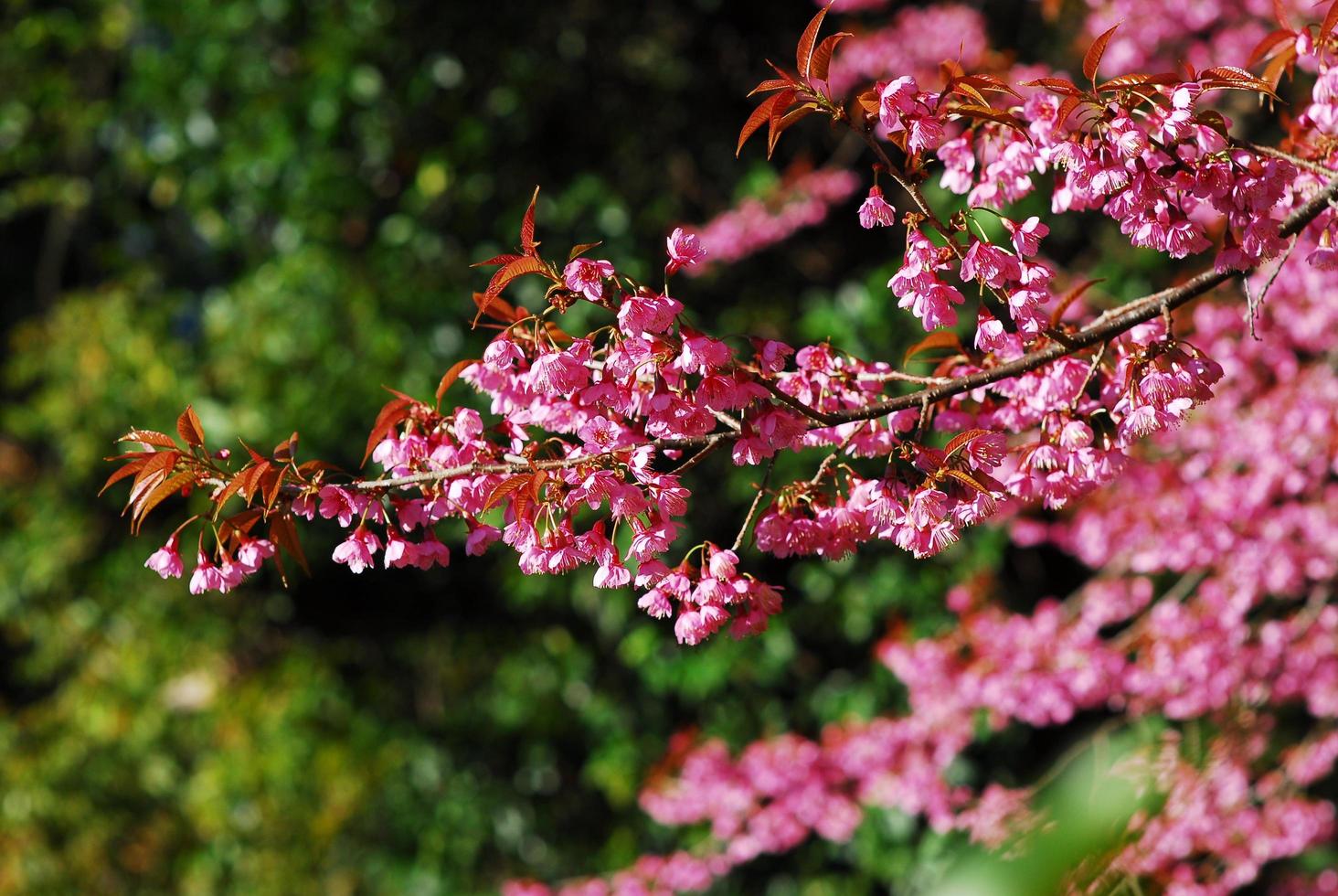 flor de cerejeira rosa sakura em chiang mai, tailândia foto