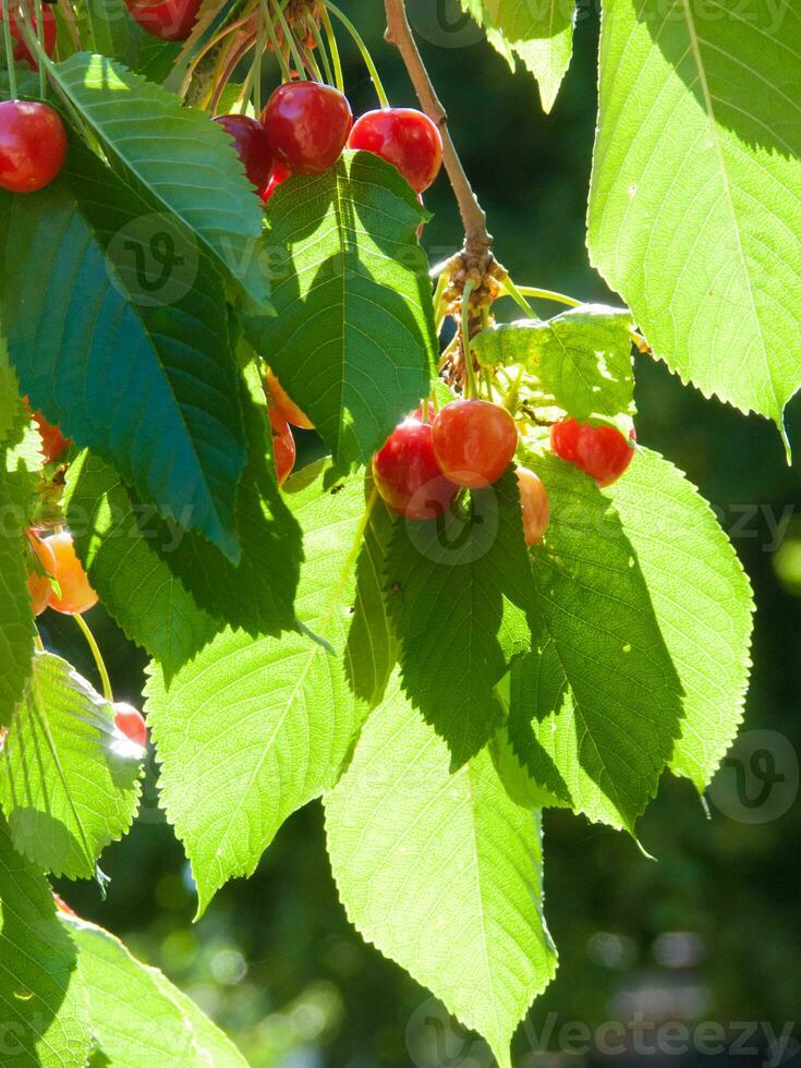 uma árvore com cerejas suspensão a partir de isto foto