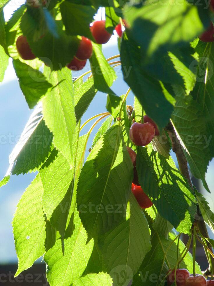 uma árvore com cerejas em isto foto