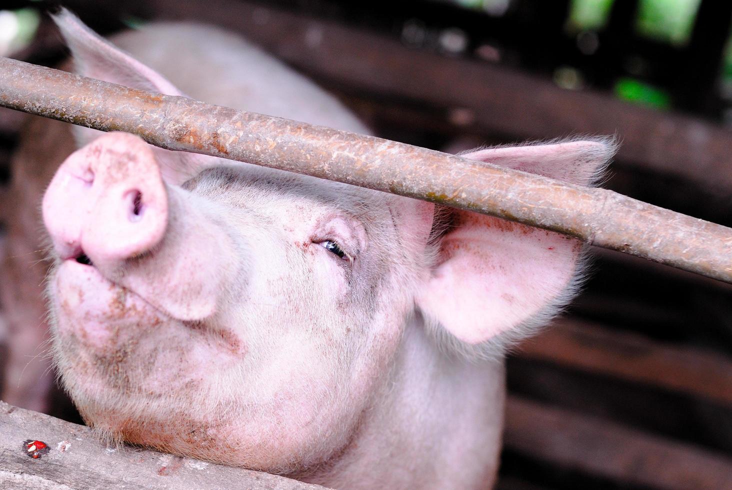 pequena fazenda de porcos foto