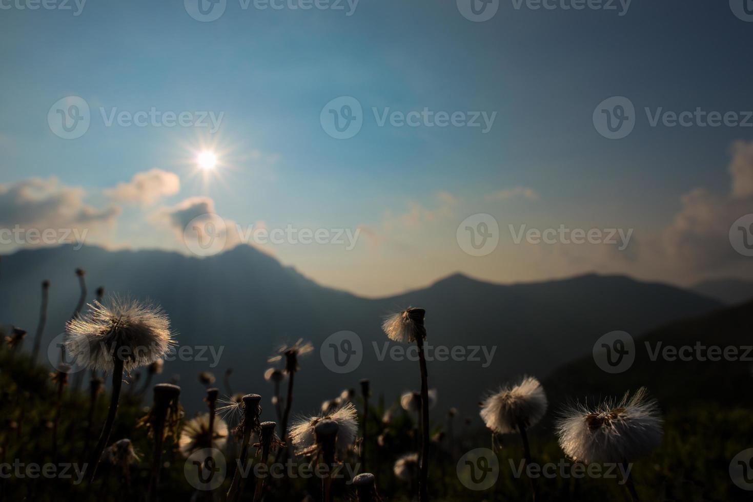 flores da montanha com último sol que brilha foto
