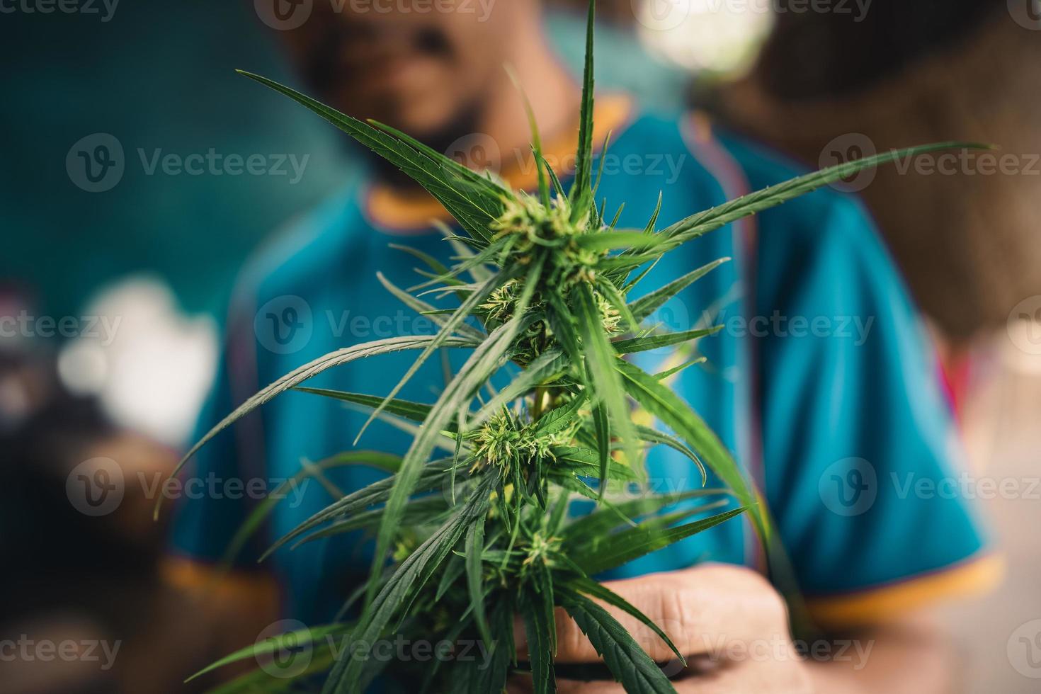 planta cannabis sativa crescendo ao ar livre foto