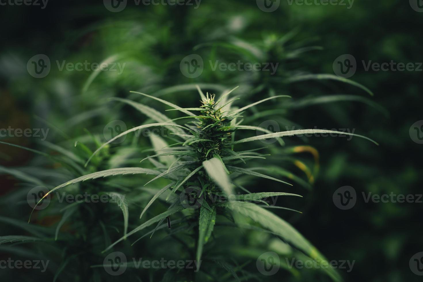 planta cannabis sativa crescendo ao ar livre foto