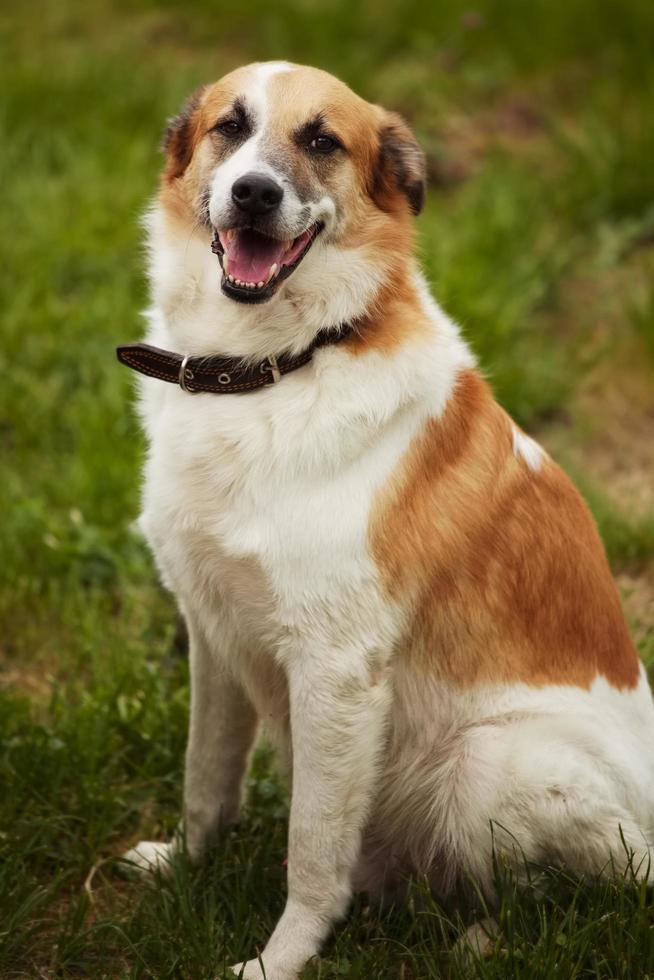 cachorro grande vermelho com coleira foto