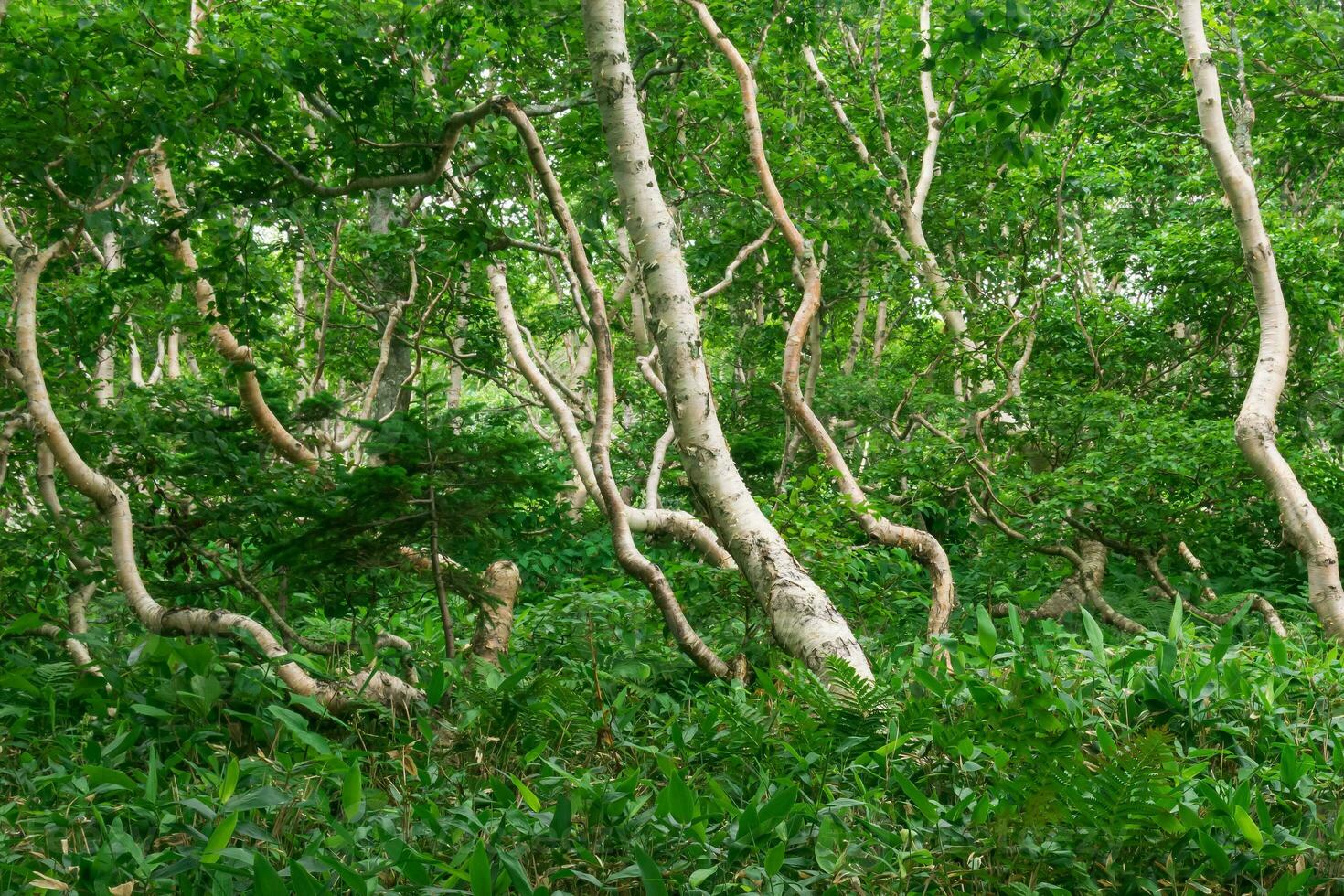 floresta panorama do a ilha do Kunashir, torcido árvores e vegetação rasteira do anão bambu foto