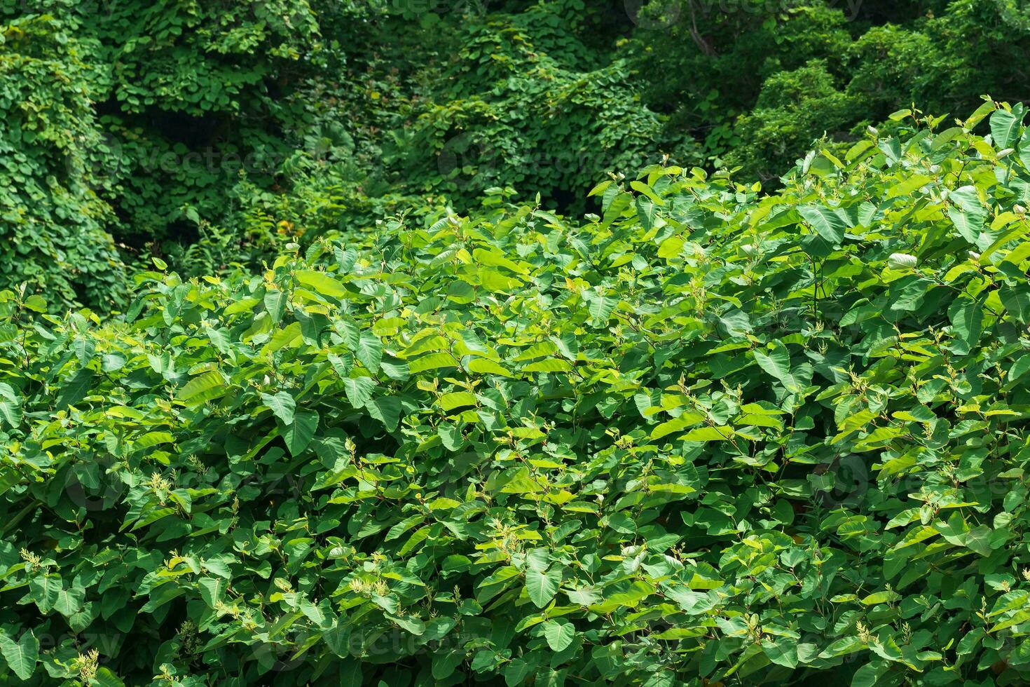 natural fundo, panorama - floresta borda, folhagem do arbustos e árvores foto