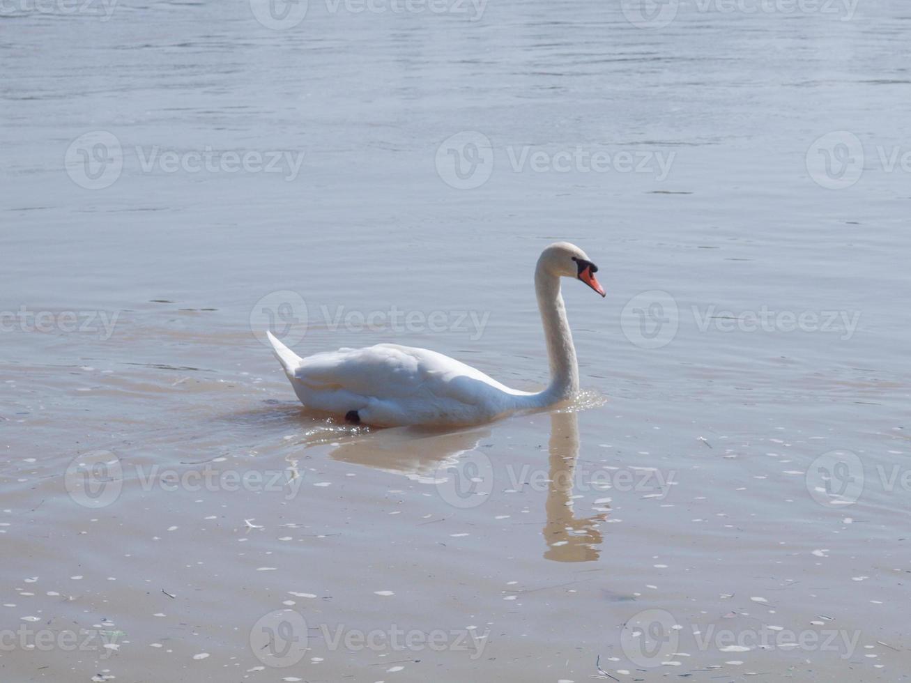 cisne em uma lagoa foto