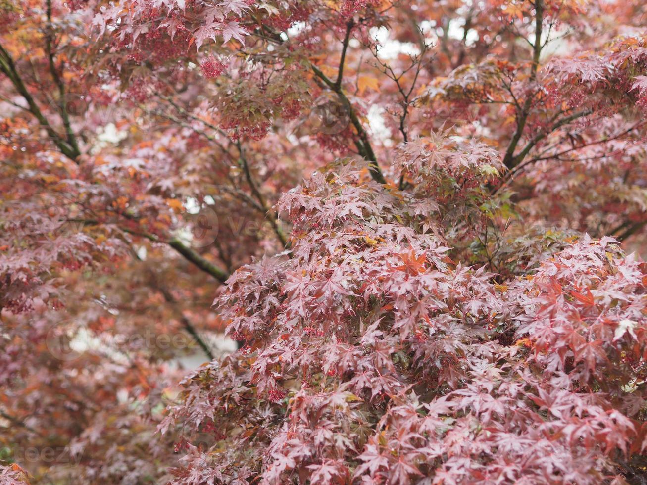 árvore de bordo acer foto