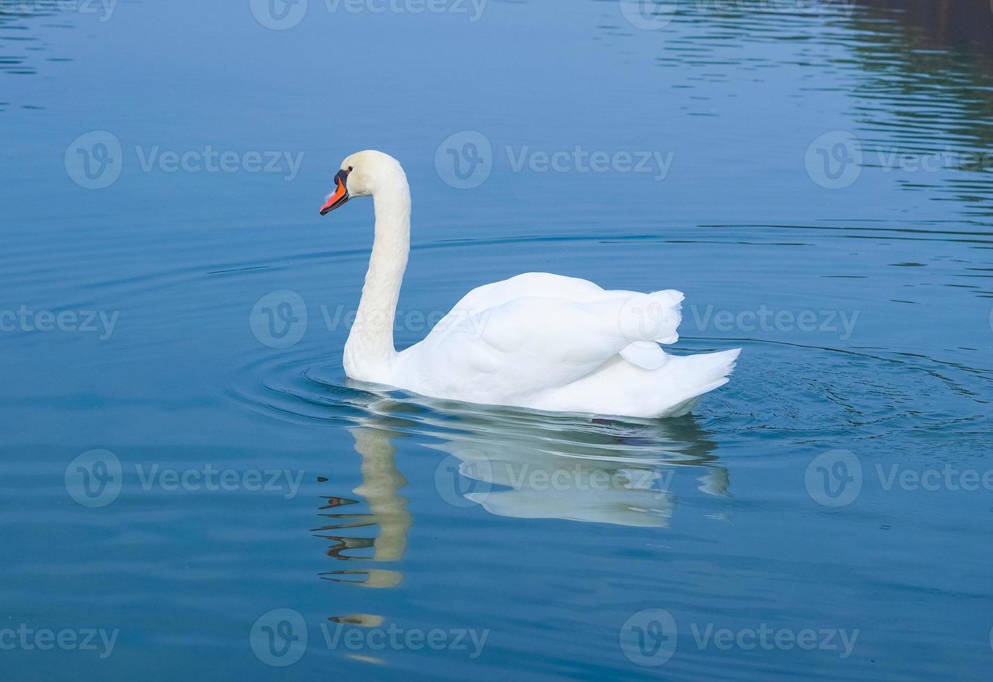 cisne no lago foto