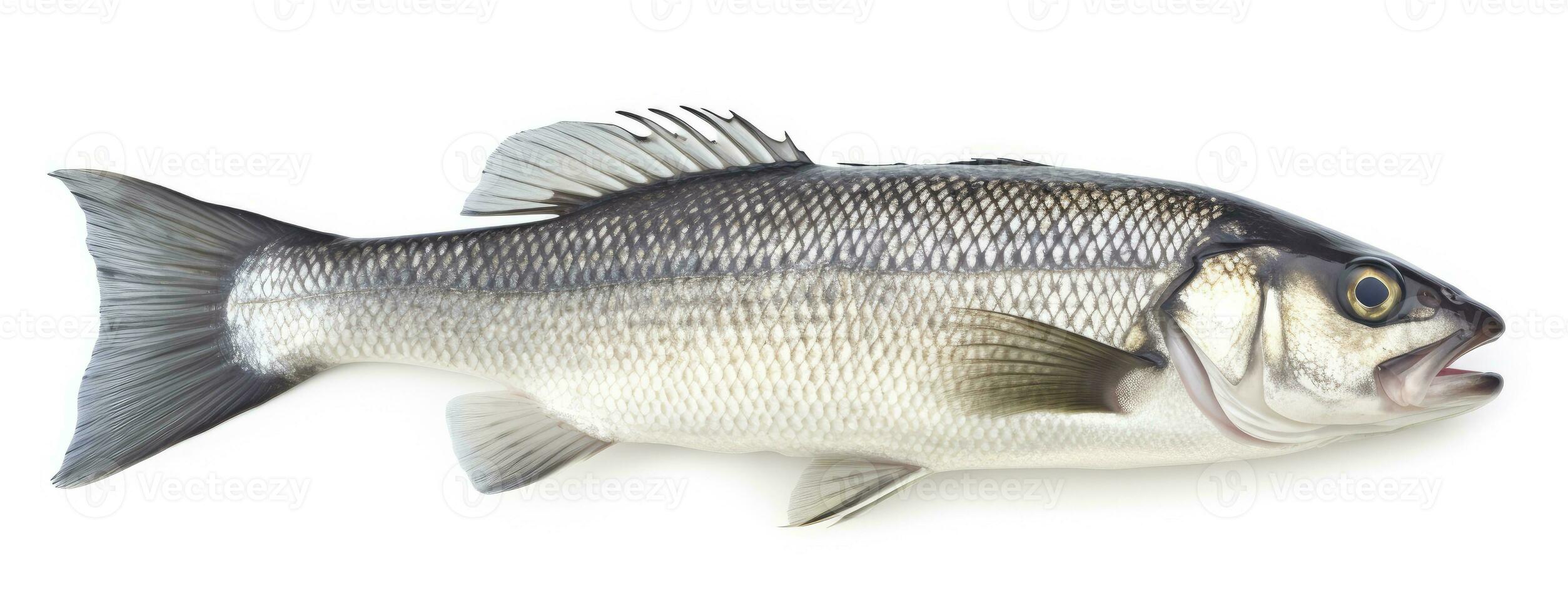 ai gerado 1 fresco mar graves peixe isolado em branco fundo. ai gerado. foto