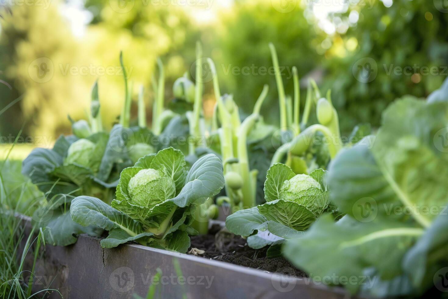 ai gerado fresco orgânico Bruxelas brotos crescendo dentro a jardim. crescendo próprio frutas, legumes. ai gerado foto