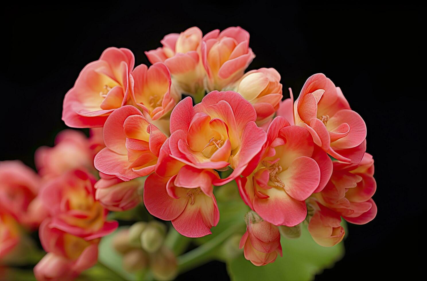 ai gerado kalanchoe blossfeldiana. ai gerado foto