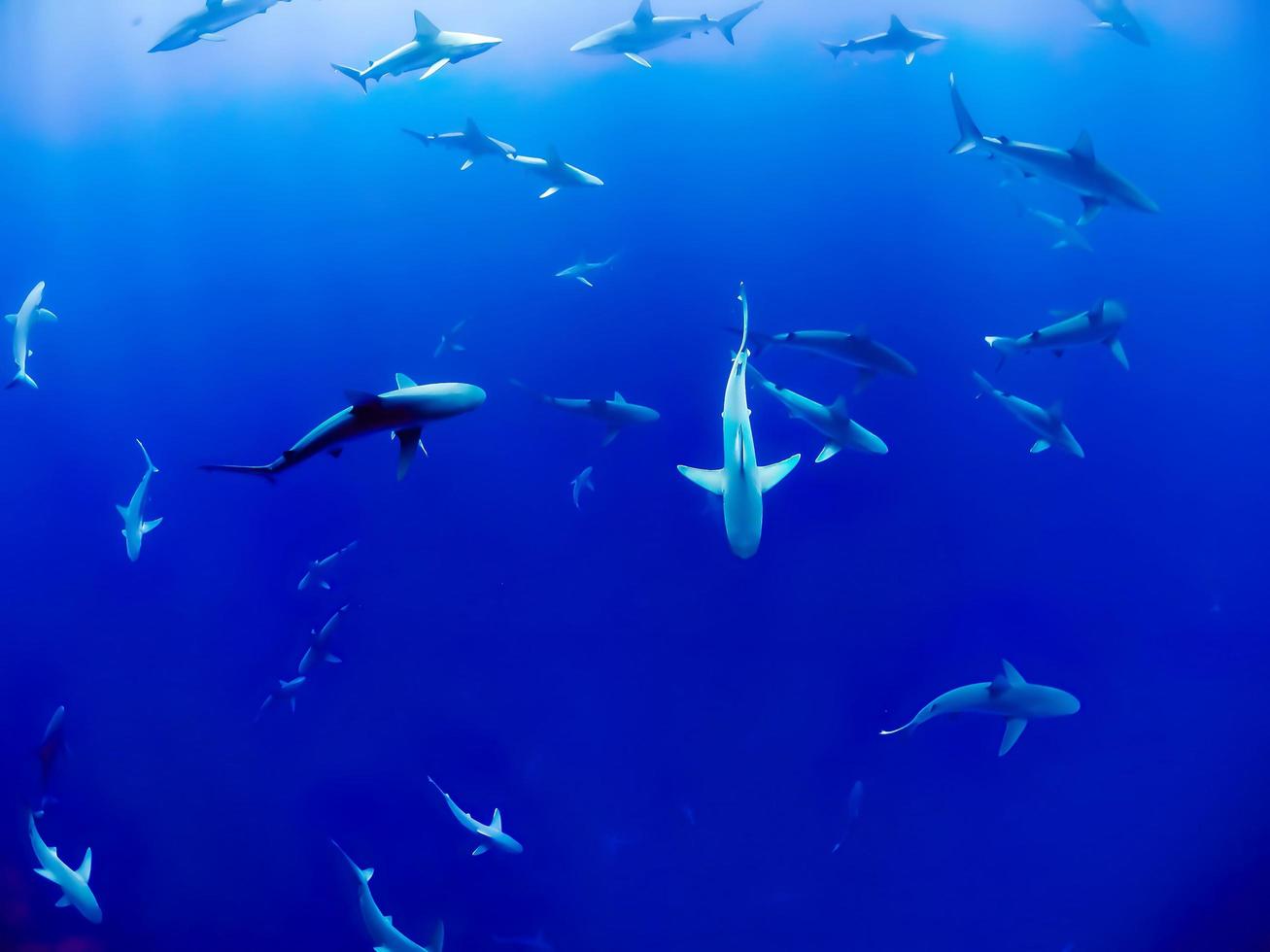 tubarões marinhos dentro do oceano foto