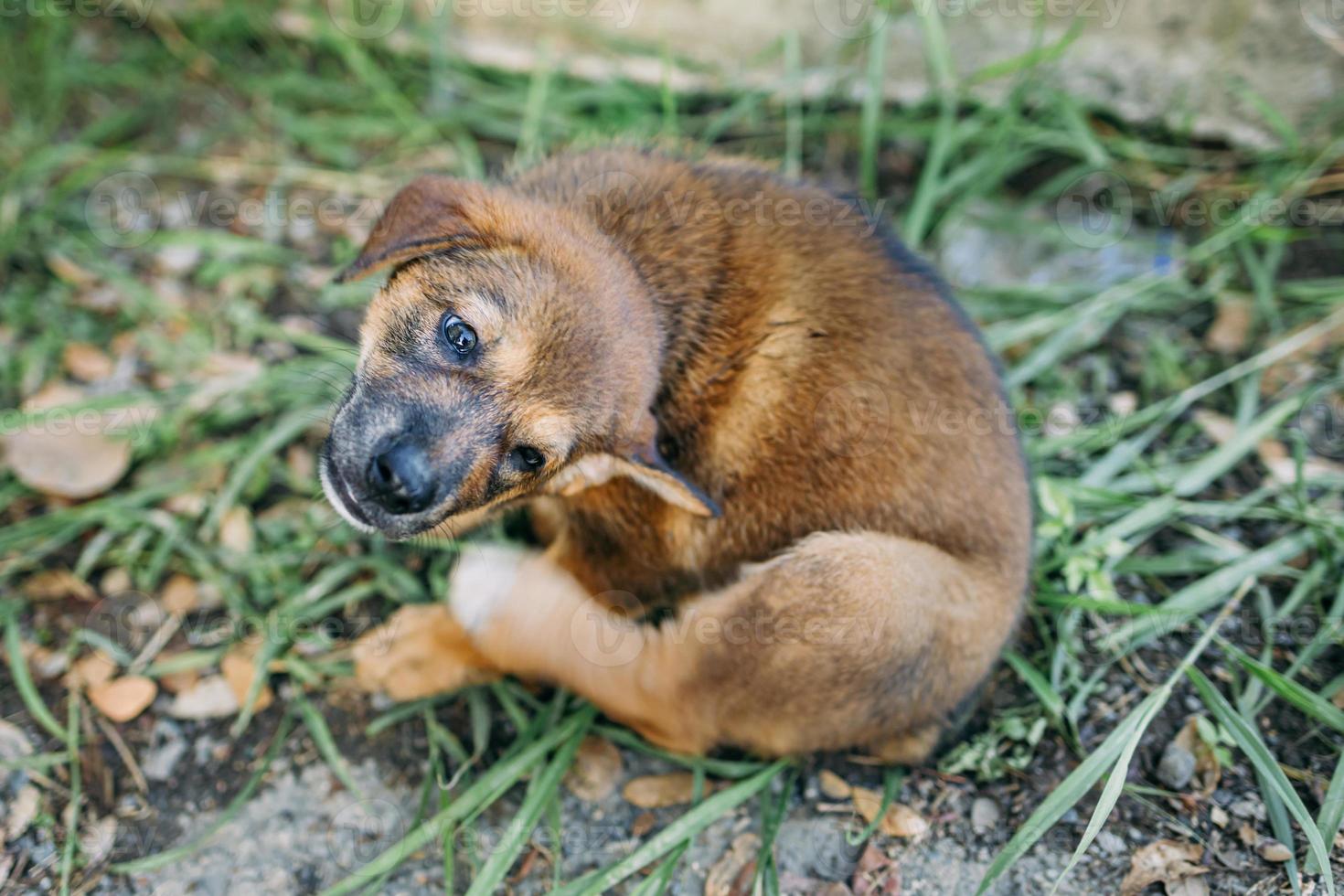 um cachorro tenta coçar a pele. foto