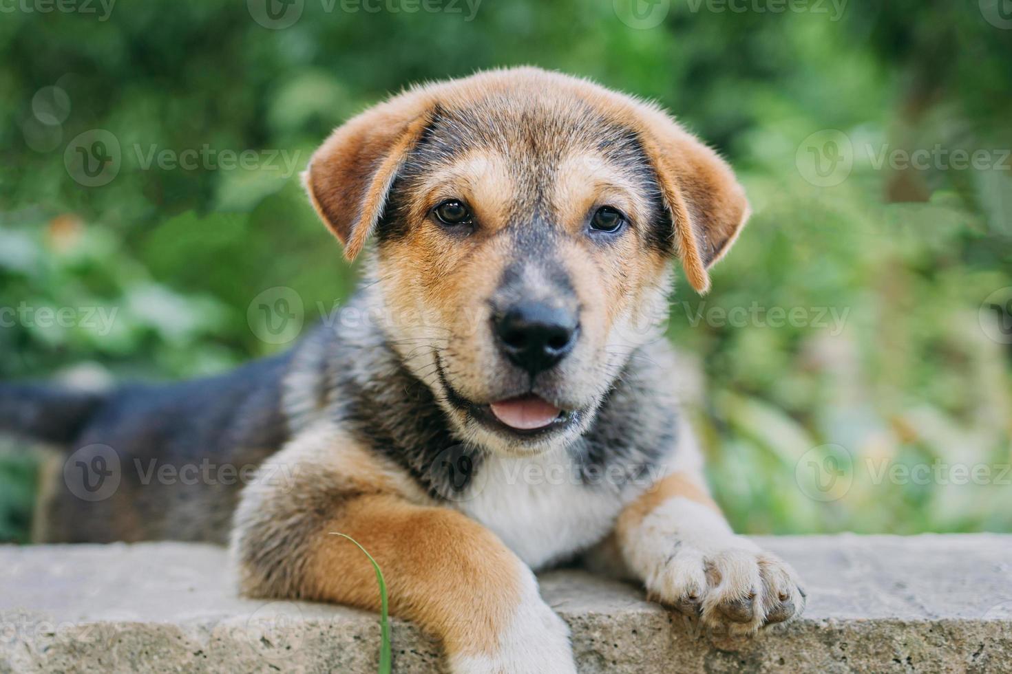 cachorrinho fofo no jardim foto