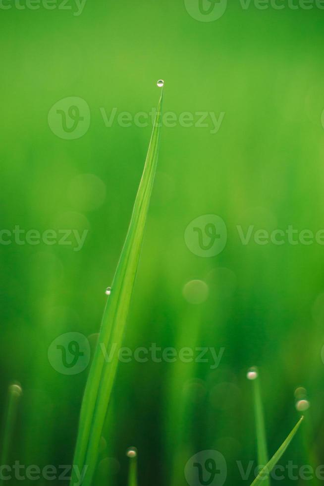 orvalho da água fresca da manhã em uma folha de arroz verde no nascer do sol de manhã cedo. lindo fundo verde natural. foto