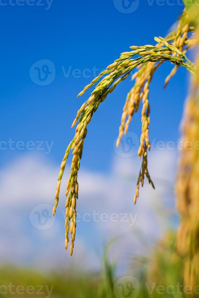 campo de arroz da tailândia com céu azul e nuvem branca foto