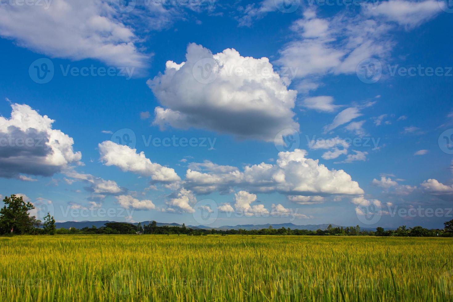 campo de arroz da tailândia com céu azul e nuvem branca foto