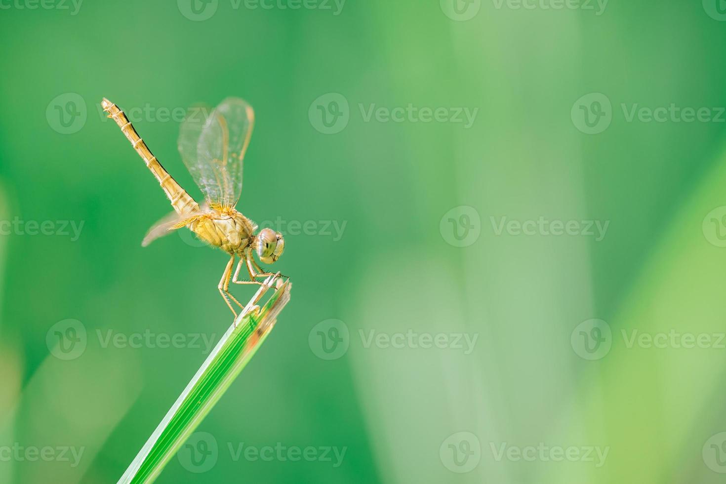 libélula pega no topo da grama, o que significa acalmar e relaxar. Imagem para um fundo verde natural. foto