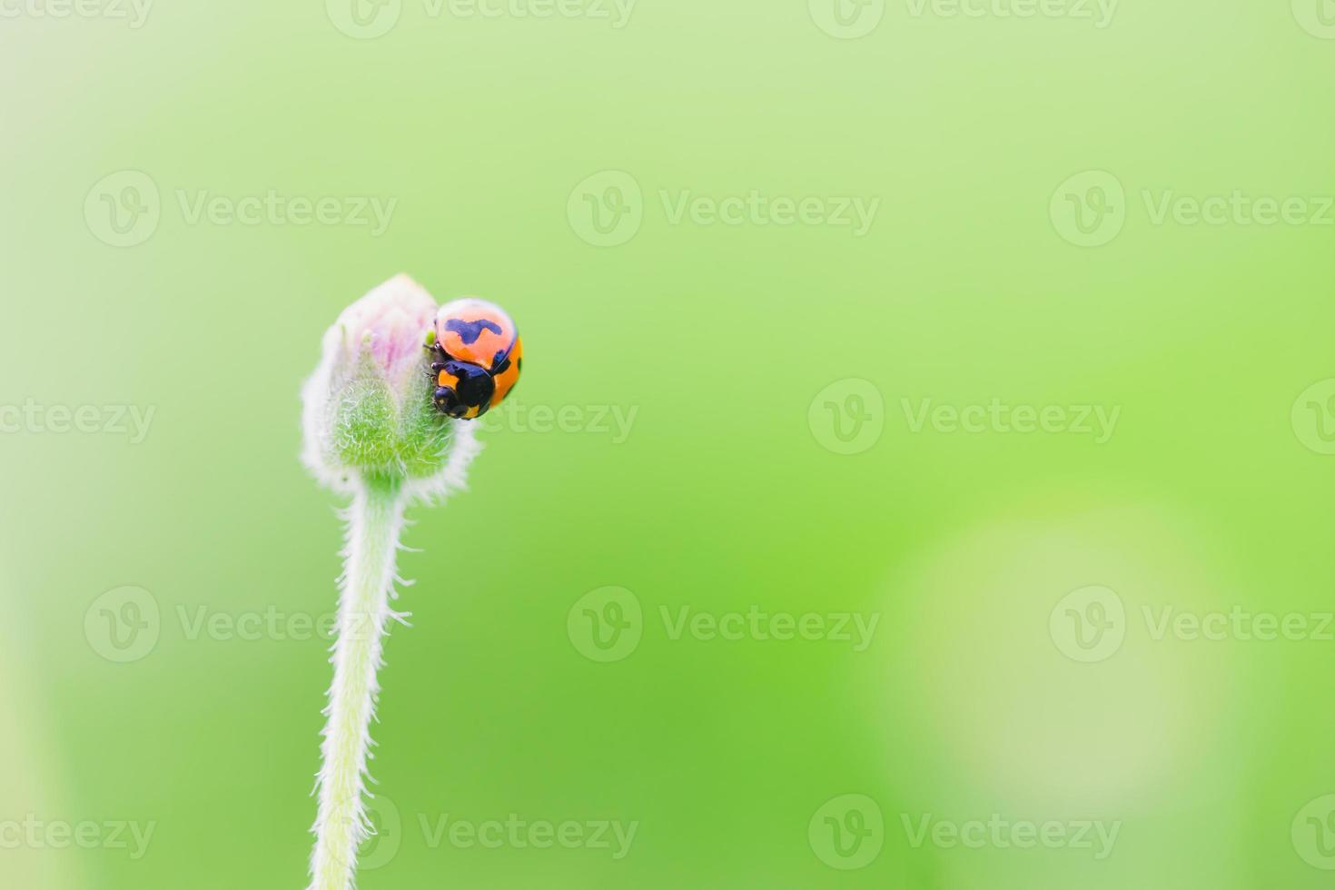 joaninha em uma folha, feche a imagem para o fundo verde natural. foto