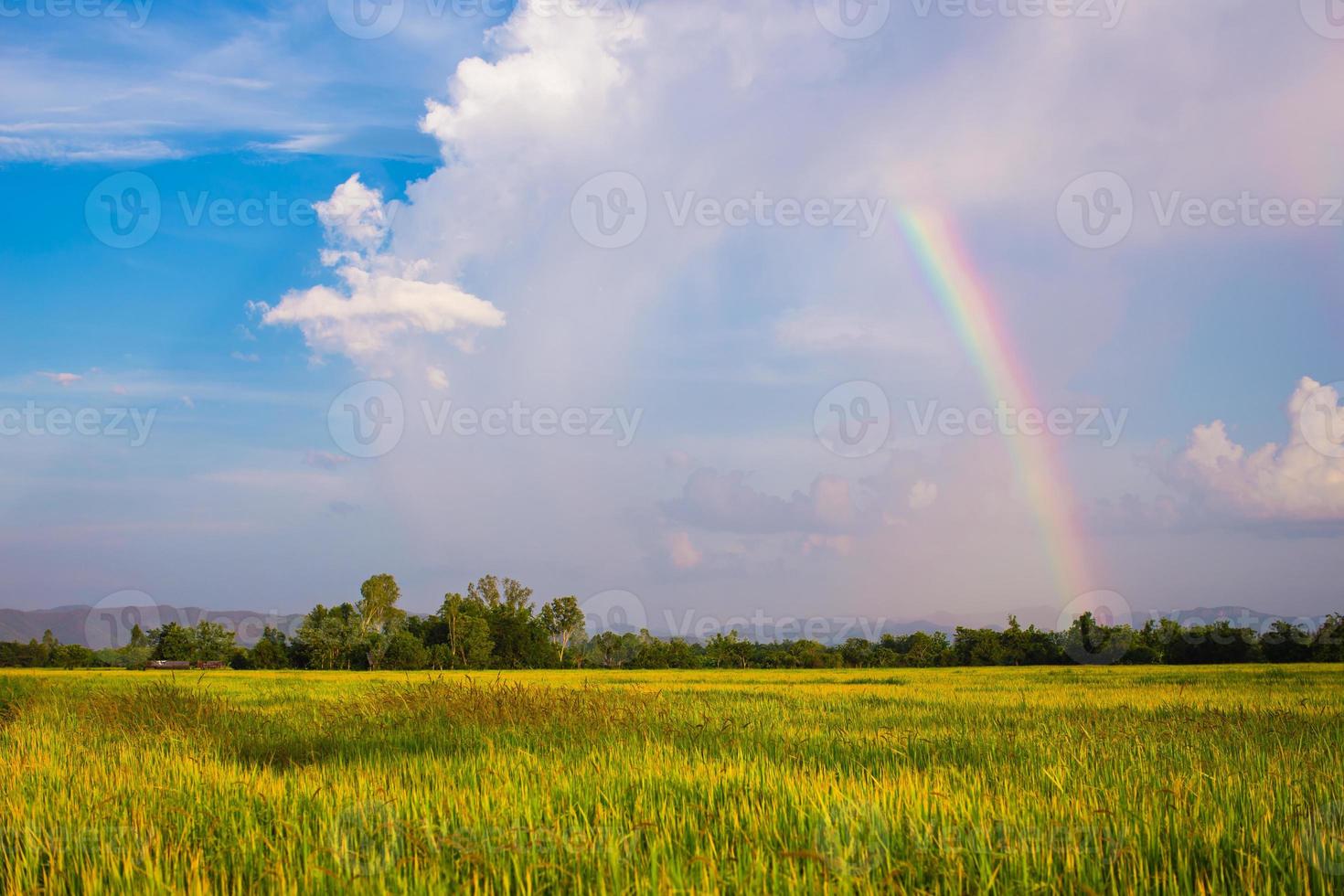 campo de arroz da tailândia com céu azul e nuvem branca foto