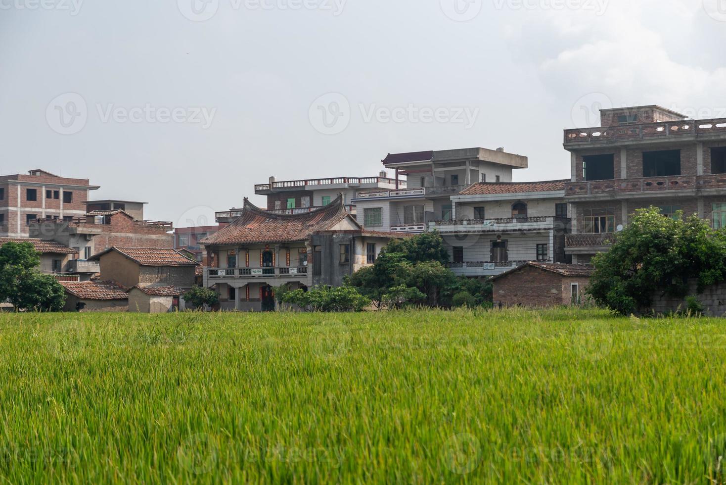 existem campos verdes de arroz no campo e arroz imaturo foto