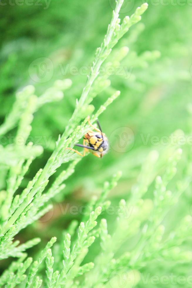 close up arborvitae natural bonito foto