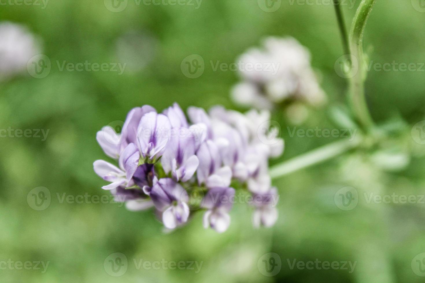 bela flor natural closeup foto