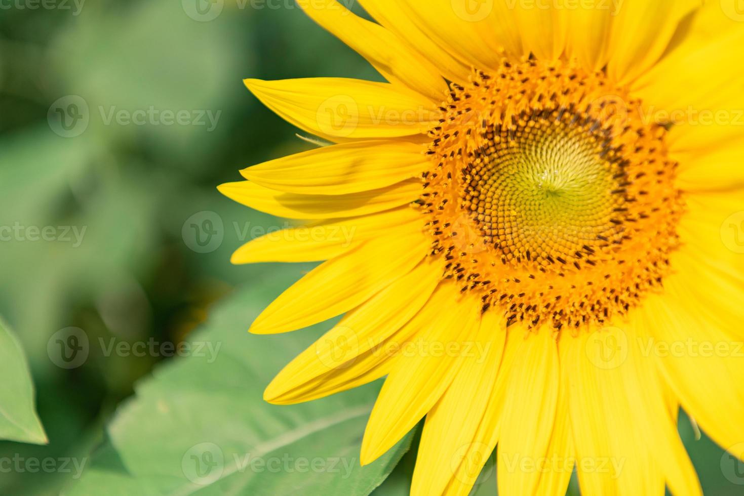 close-up de girassóis amarelos florescendo foto