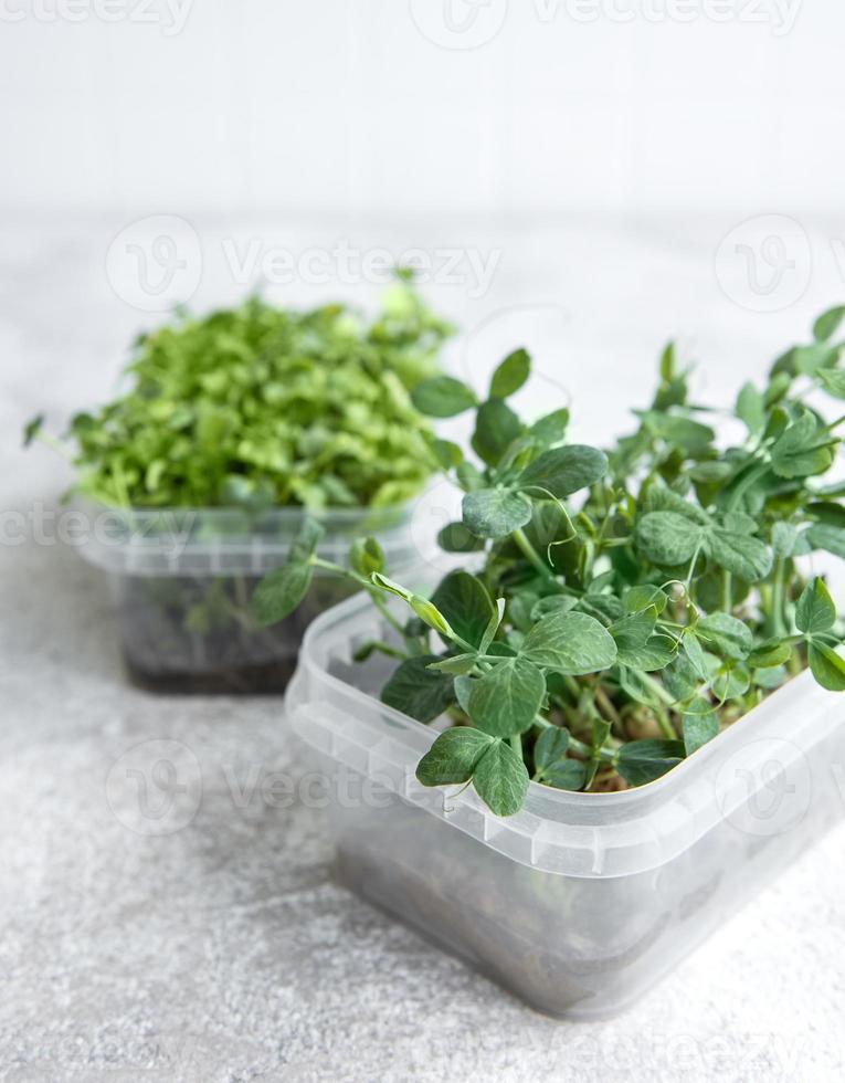 variedade de micro verdes na mesa de madeira foto