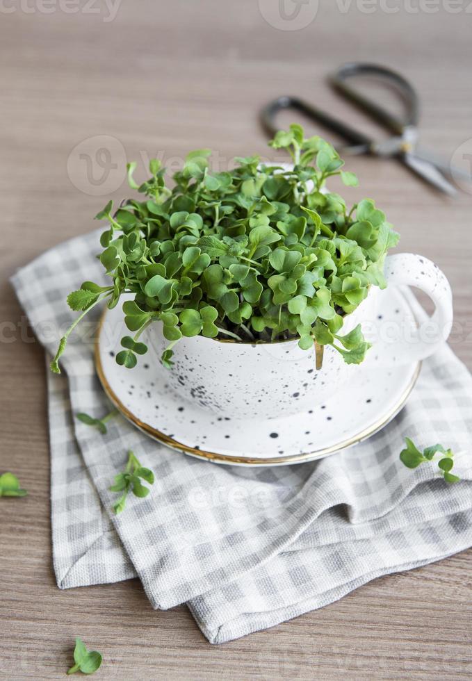 micro verdes. sementes de rabanete germinadas. foto