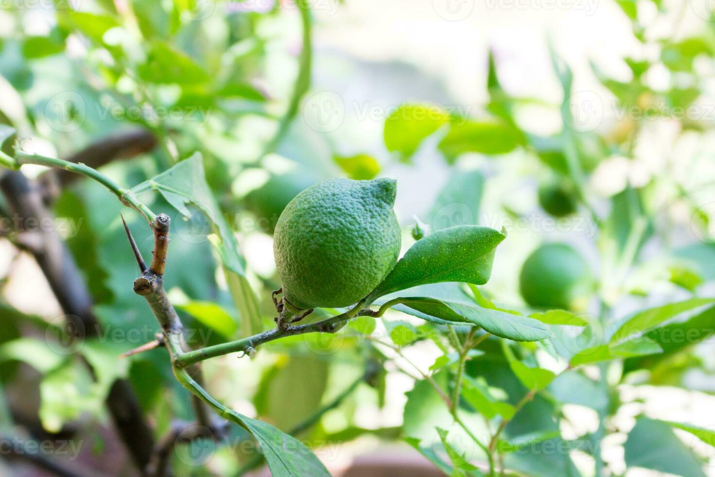 fechar acima do crescendo verde verde limão em a árvore dentro a jardim foto