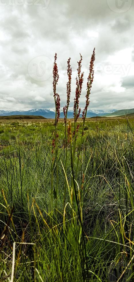 parque nacional deosai foto