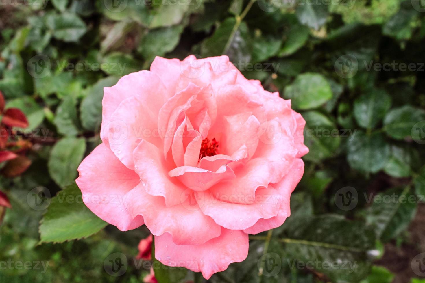 bela flor natural closeup foto