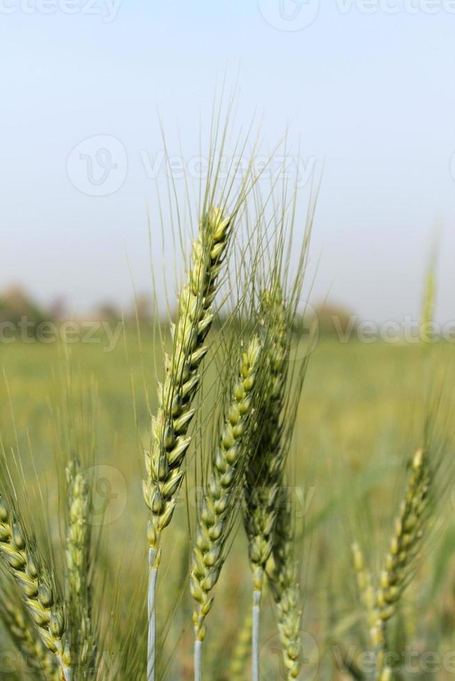 campos de trigo branco foto