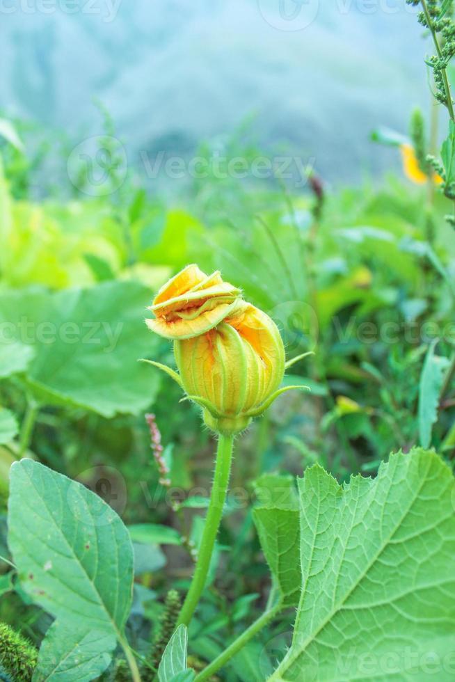 closeup linda flor de abóbora natural foto