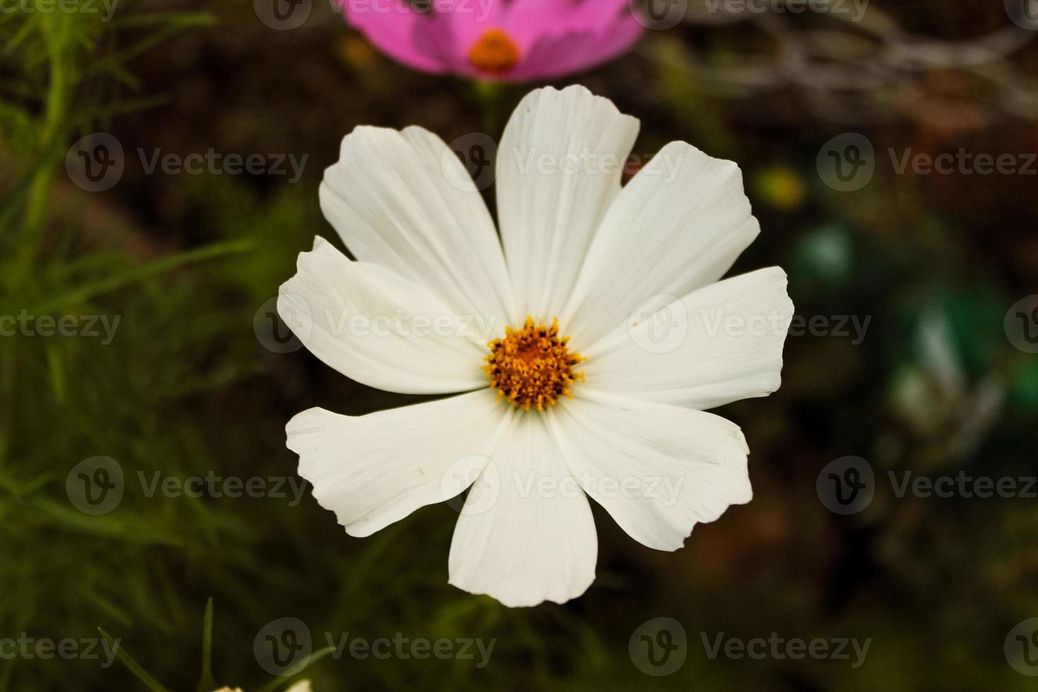 close up de lindas flores brancas naturais foto