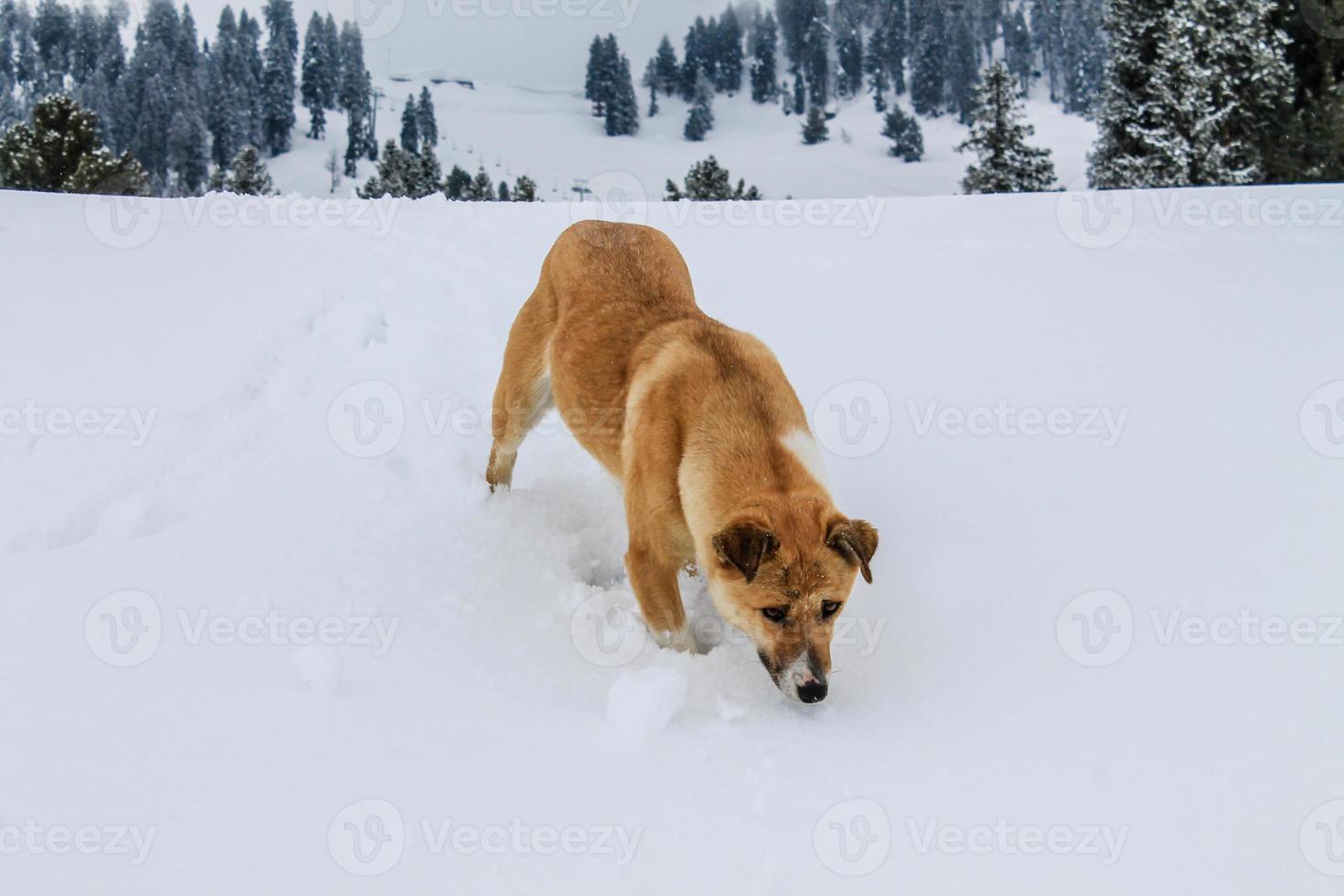cachorro andando na neve paisagem paisagem foto